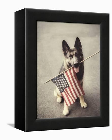 Dog Holding American Flag in Mouth-Robert Llewellyn-Framed Premier Image Canvas