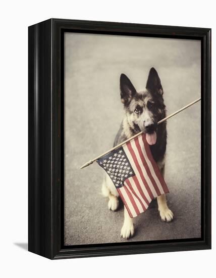 Dog Holding American Flag in Mouth-Robert Llewellyn-Framed Premier Image Canvas