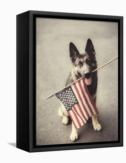 Dog Holding American Flag in Mouth-Robert Llewellyn-Framed Premier Image Canvas