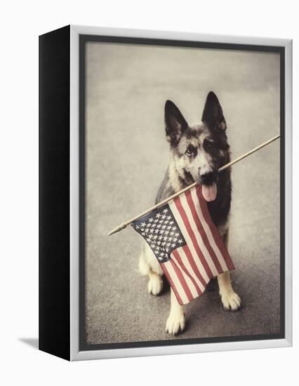 Dog Holding American Flag in Mouth-Robert Llewellyn-Framed Premier Image Canvas