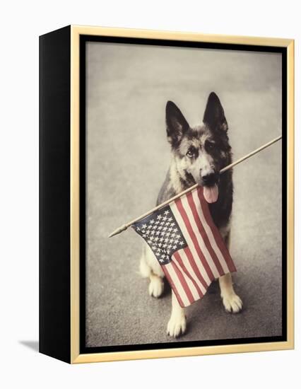 Dog Holding American Flag in Mouth-Robert Llewellyn-Framed Premier Image Canvas