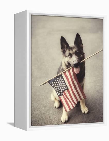 Dog Holding American Flag in Mouth-Robert Llewellyn-Framed Premier Image Canvas