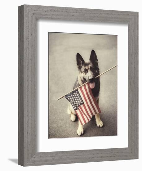 Dog Holding American Flag in Mouth-Robert Llewellyn-Framed Photographic Print