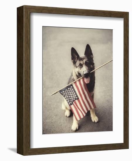 Dog Holding American Flag in Mouth-Robert Llewellyn-Framed Photographic Print