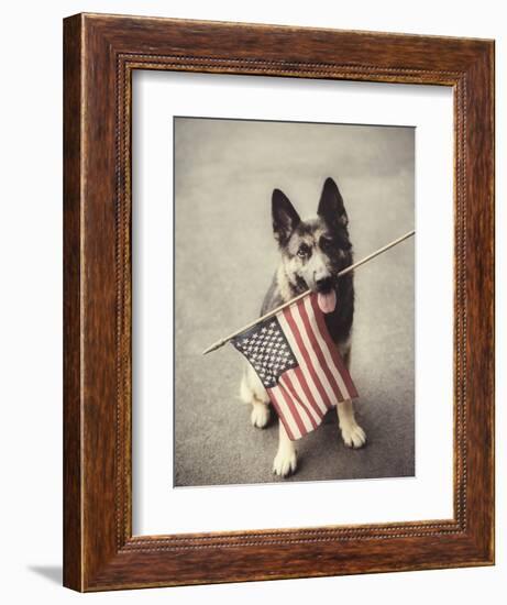 Dog Holding American Flag in Mouth-Robert Llewellyn-Framed Photographic Print