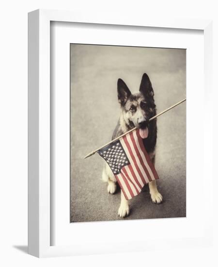 Dog Holding American Flag in Mouth-Robert Llewellyn-Framed Photographic Print