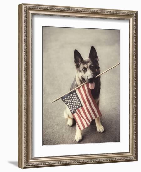 Dog Holding American Flag in Mouth-Robert Llewellyn-Framed Photographic Print