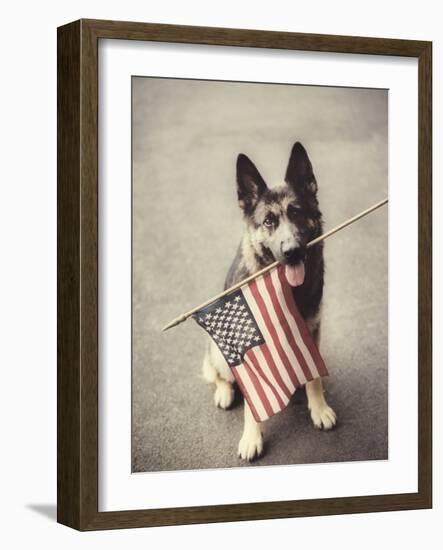 Dog Holding American Flag in Mouth-Robert Llewellyn-Framed Photographic Print