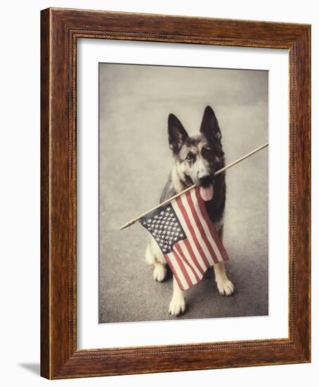 Dog Holding American Flag in Mouth-Robert Llewellyn-Framed Photographic Print