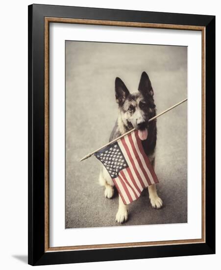 Dog Holding American Flag in Mouth-Robert Llewellyn-Framed Photographic Print