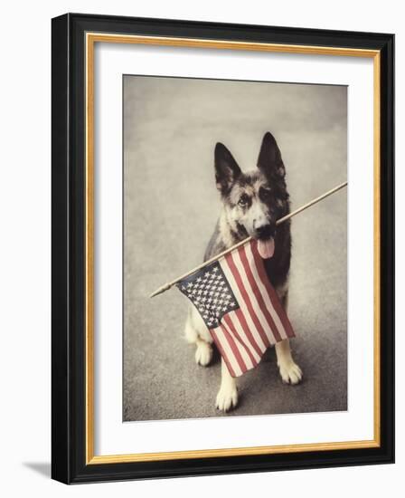 Dog Holding American Flag in Mouth-Robert Llewellyn-Framed Photographic Print