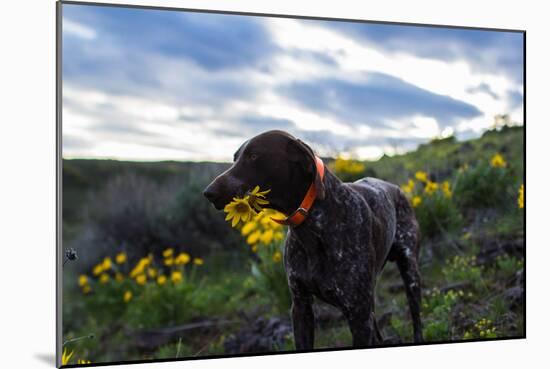 Dog Holds A Bouquet Of Sunflowers In His Mouth-Hannah Dewey-Mounted Photographic Print