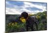 Dog Holds A Bouquet Of Sunflowers In His Mouth-Hannah Dewey-Mounted Photographic Print