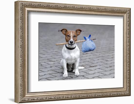 Dog Homeless-Javier Brosch-Framed Photographic Print