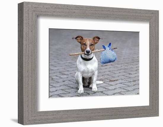 Dog Homeless-Javier Brosch-Framed Photographic Print