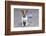 Dog Homeless-Javier Brosch-Framed Photographic Print