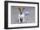 Dog Homeless-Javier Brosch-Framed Photographic Print