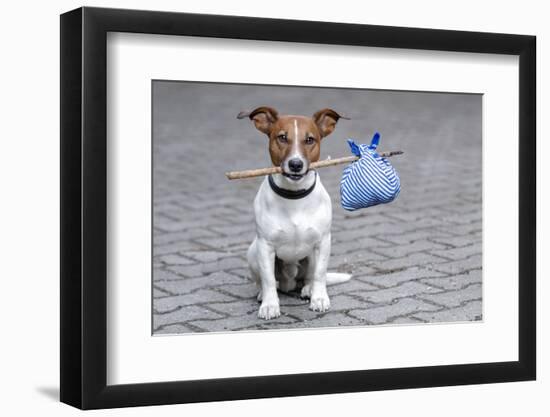 Dog Homeless-Javier Brosch-Framed Photographic Print