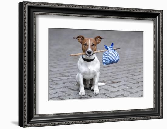 Dog Homeless-Javier Brosch-Framed Photographic Print