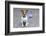 Dog Homeless-Javier Brosch-Framed Photographic Print