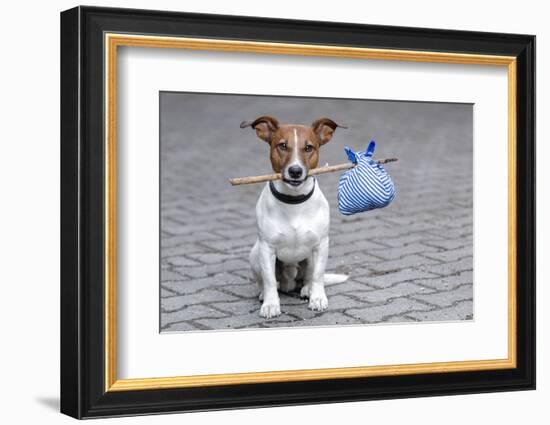 Dog Homeless-Javier Brosch-Framed Photographic Print