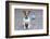 Dog Homeless-Javier Brosch-Framed Photographic Print