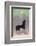 Dog Howls at the Full Moon-null-Framed Photographic Print