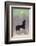 Dog Howls at the Full Moon-null-Framed Photographic Print