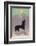 Dog Howls at the Full Moon-null-Framed Photographic Print