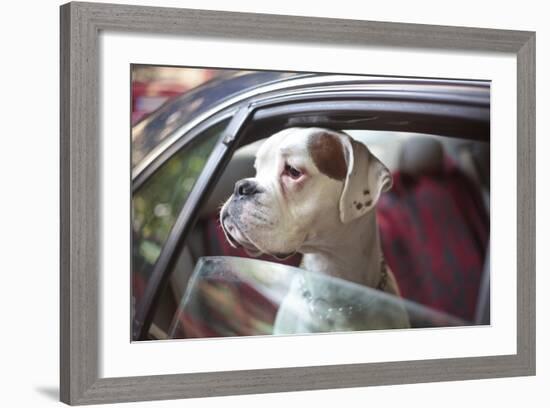 Dog in a Car-aerogondo2-Framed Photographic Print