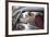 Dog in a Car-aerogondo2-Framed Photographic Print