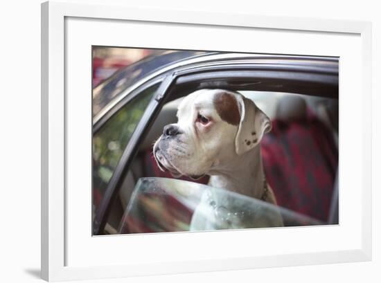 Dog in a Car-aerogondo2-Framed Photographic Print