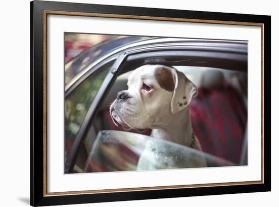 Dog in a Car-aerogondo2-Framed Photographic Print