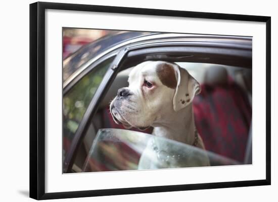 Dog in a Car-aerogondo2-Framed Photographic Print
