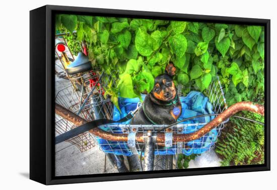 Dog in Basket-Robert Goldwitz-Framed Premier Image Canvas