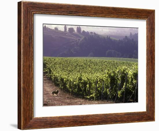 Dog in Knutsen Vineyard, Dundee, Willamette Valley, Oregon, USA-Janis Miglavs-Framed Photographic Print