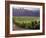 Dog in Knutsen Vineyard, Dundee, Willamette Valley, Oregon, USA-Janis Miglavs-Framed Photographic Print