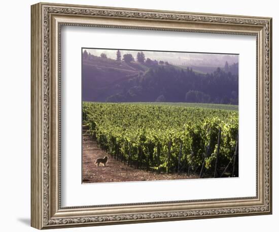 Dog in Knutsen Vineyard, Dundee, Willamette Valley, Oregon, USA-Janis Miglavs-Framed Photographic Print