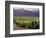 Dog in Knutsen Vineyard, Dundee, Willamette Valley, Oregon, USA-Janis Miglavs-Framed Photographic Print