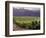 Dog in Knutsen Vineyard, Dundee, Willamette Valley, Oregon, USA-Janis Miglavs-Framed Photographic Print