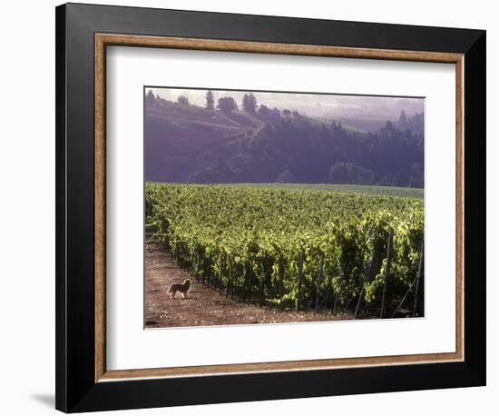 Dog in Knutsen Vineyard, Dundee, Willamette Valley, Oregon, USA-Janis Miglavs-Framed Photographic Print