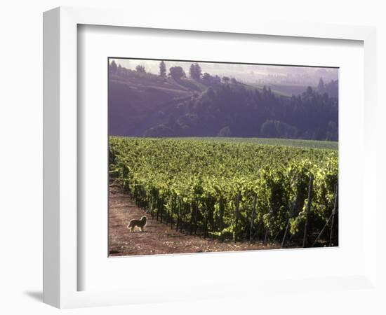 Dog in Knutsen Vineyard, Dundee, Willamette Valley, Oregon, USA-Janis Miglavs-Framed Photographic Print