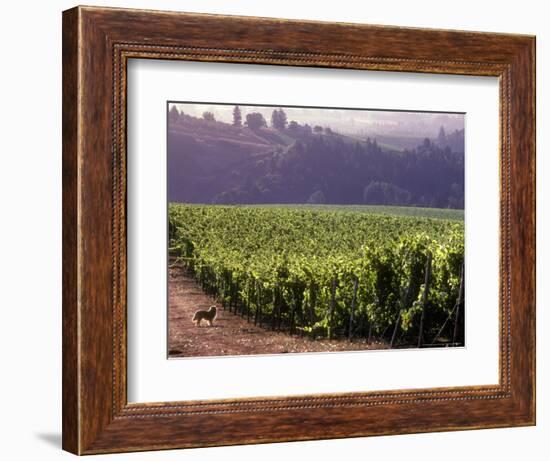 Dog in Knutsen Vineyard, Willamette Valley, Oregon, USA-Janis Miglavs-Framed Photographic Print