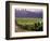 Dog in Knutsen Vineyard, Willamette Valley, Oregon, USA-Janis Miglavs-Framed Photographic Print