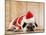 Dog in Santa Suit-Don Mason-Mounted Photographic Print