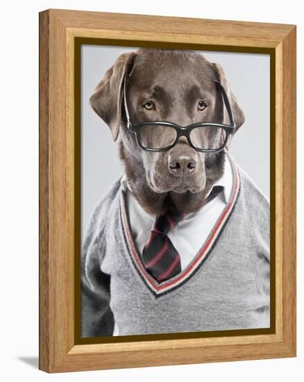 Dog in Sweater and Glasses-Justin Paget-Framed Premier Image Canvas