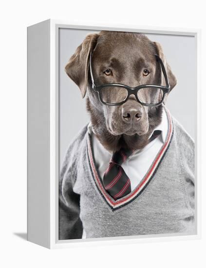 Dog in Sweater and Glasses-Justin Paget-Framed Premier Image Canvas