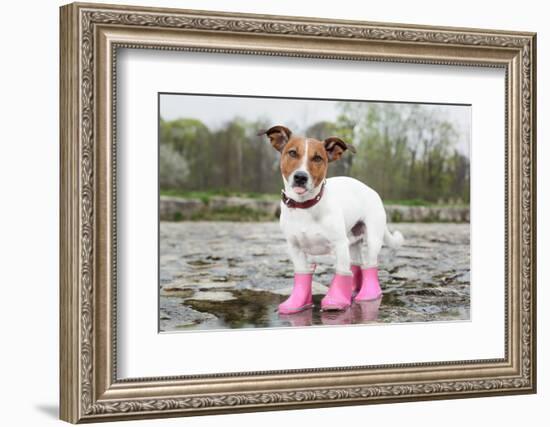 Dog in the Rain-Javier Brosch-Framed Photographic Print