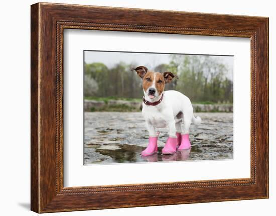 Dog in the Rain-Javier Brosch-Framed Photographic Print