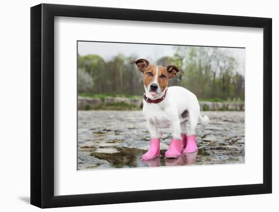 Dog in the Rain-Javier Brosch-Framed Photographic Print
